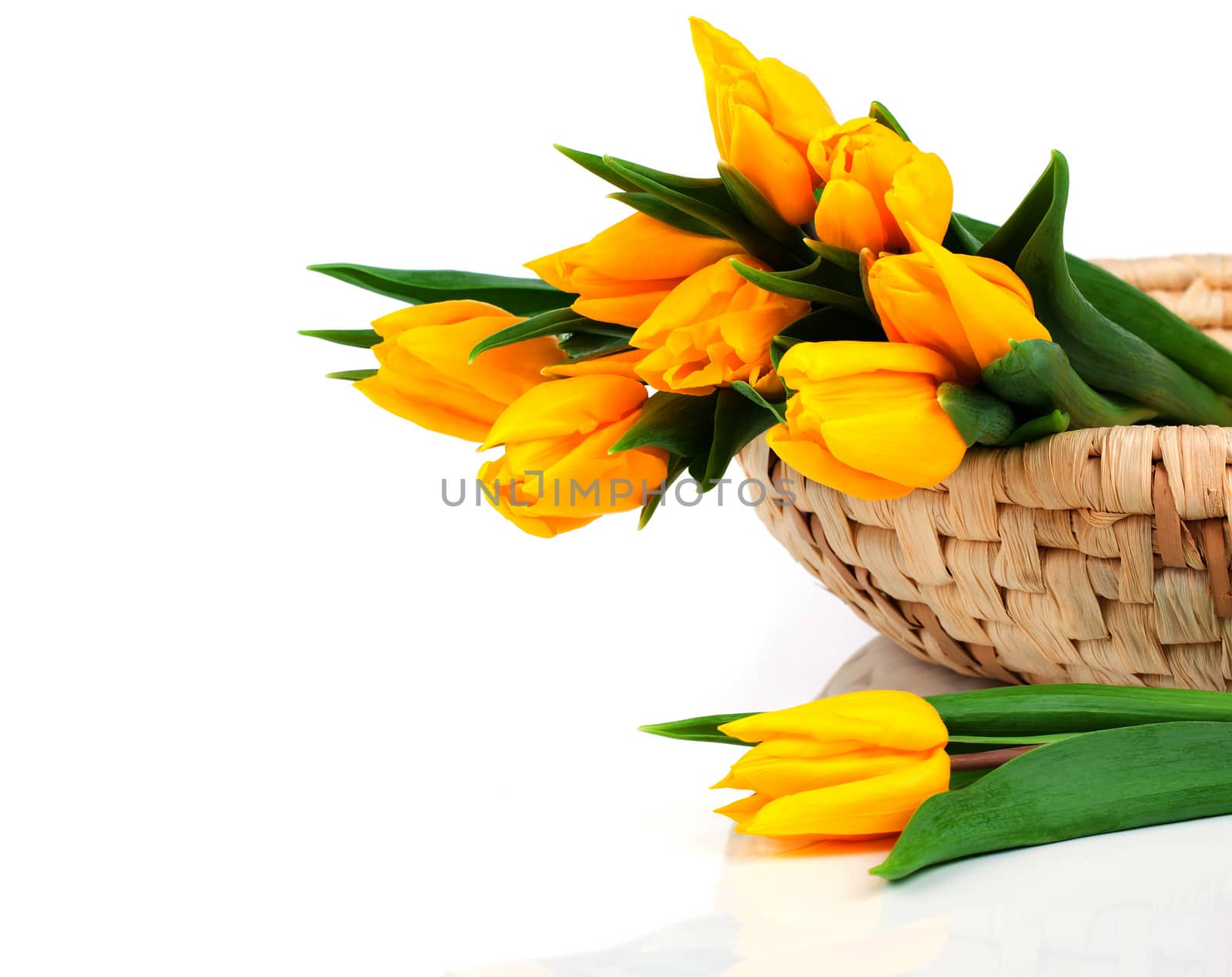 yellow tulips on white