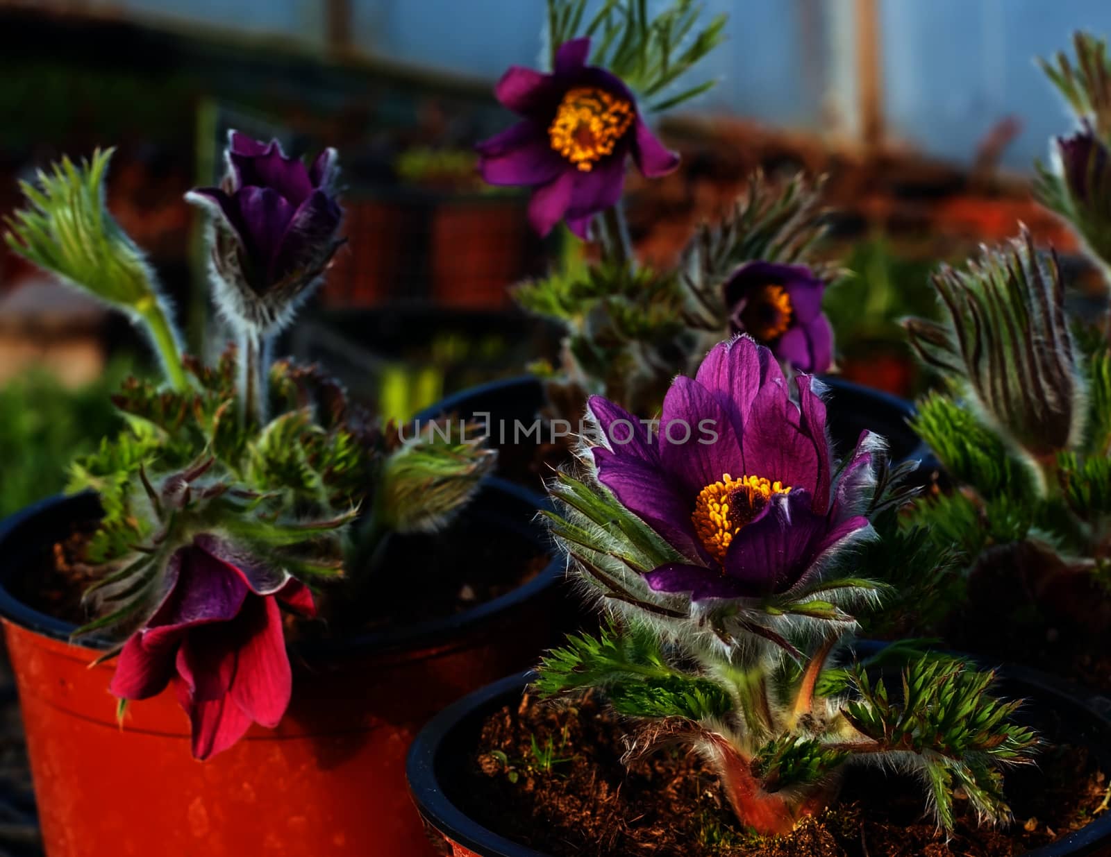 Violet flower in a pot in soft focus in the background greenhouses