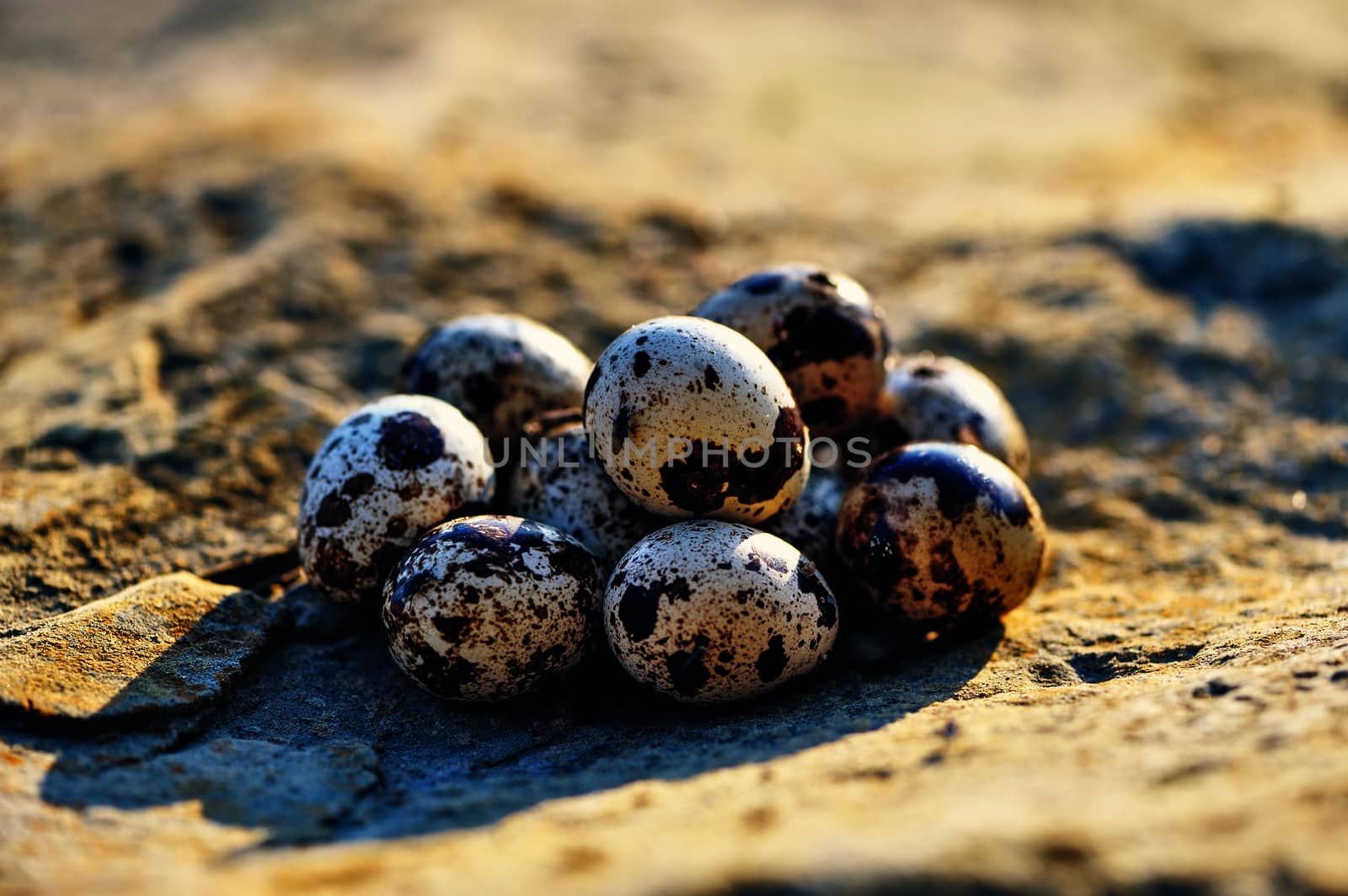 Quail eggs on the textured stone surface