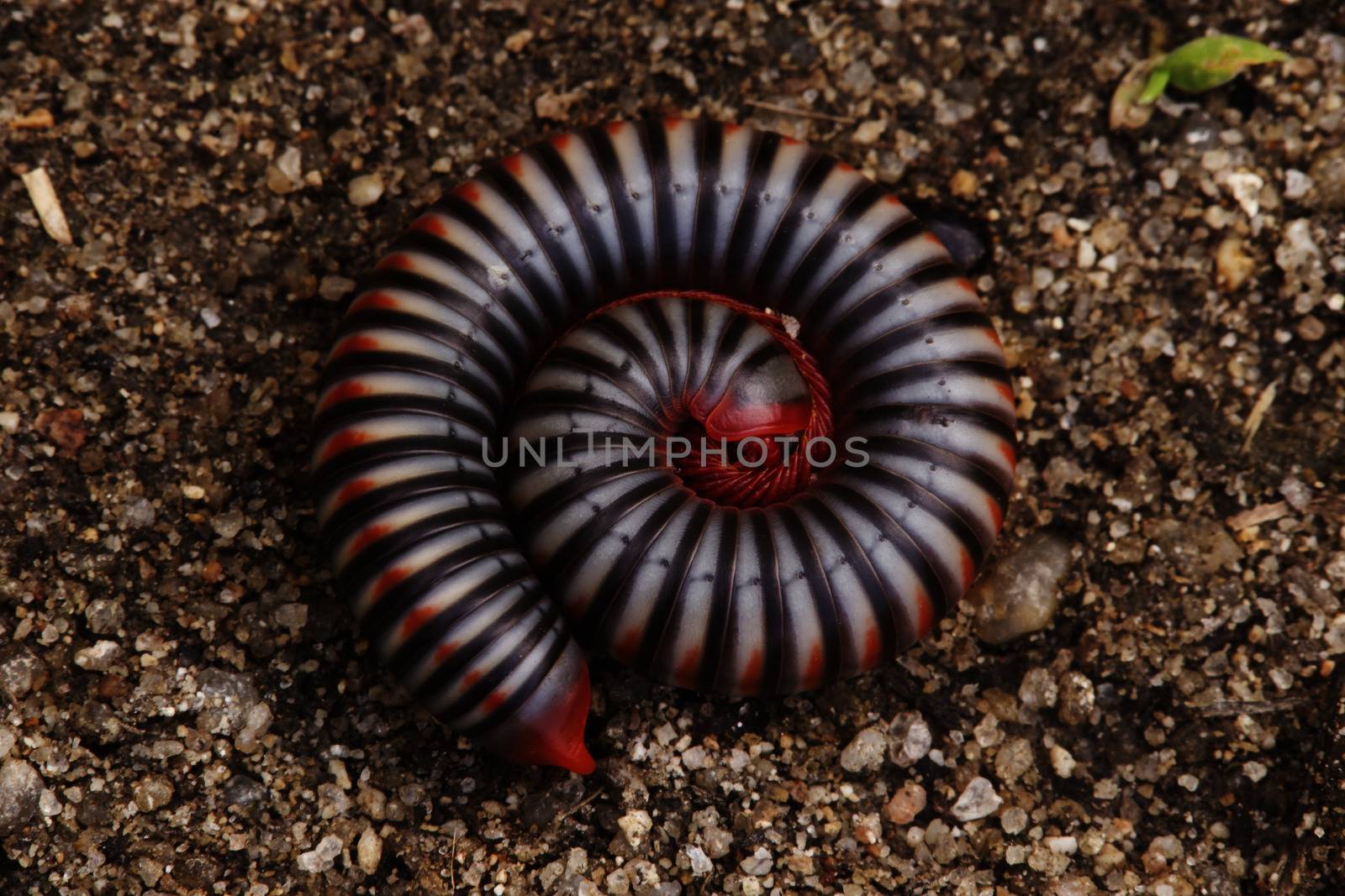 Tropical spiral insect, millipede