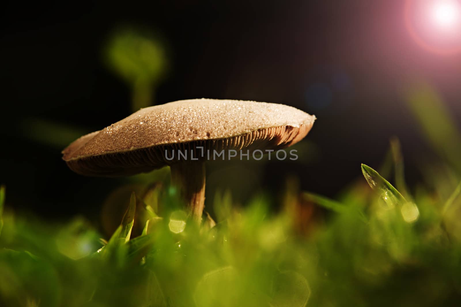 Mushroom from thai forest