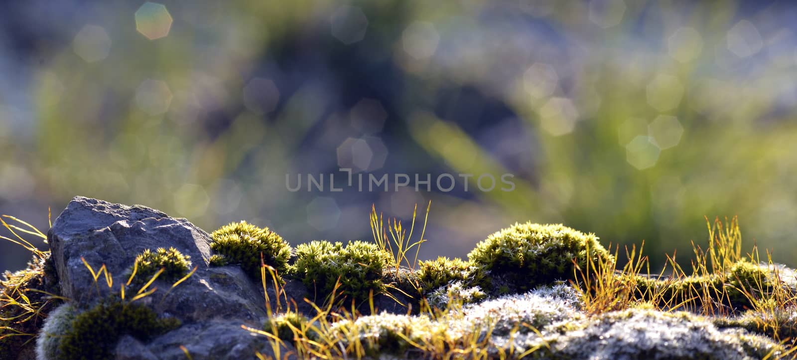 Photo of moss on a rock early in the morning after sunrise