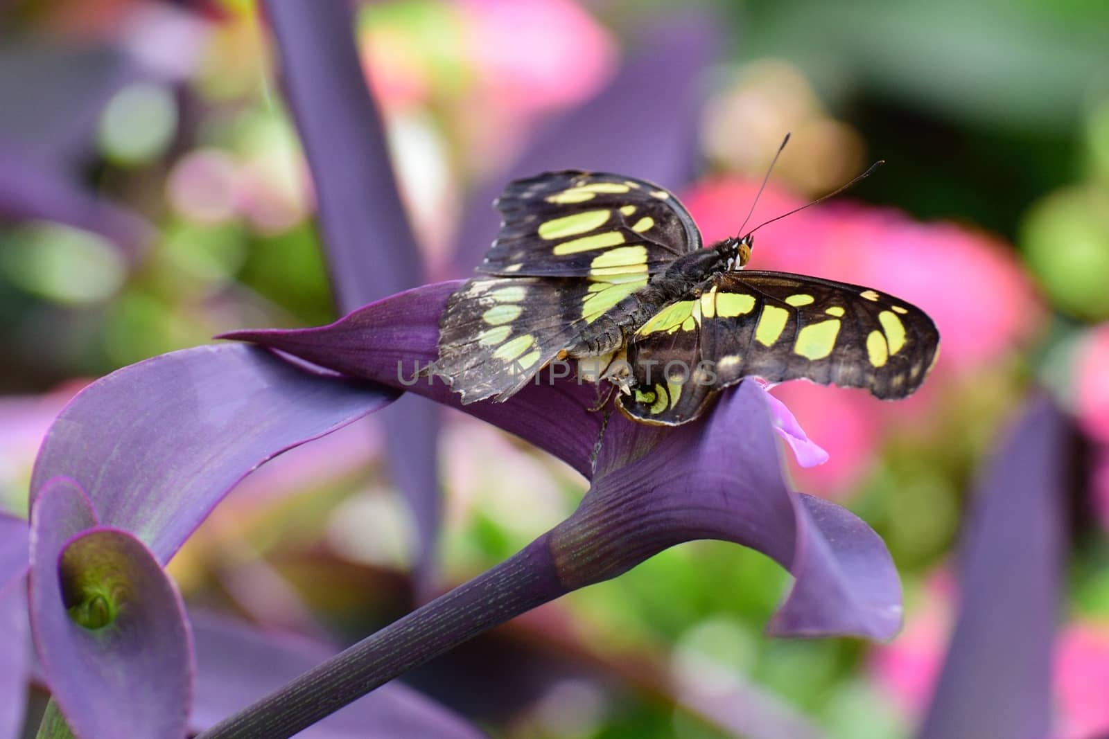 Black and yellow butterfly on purple flower