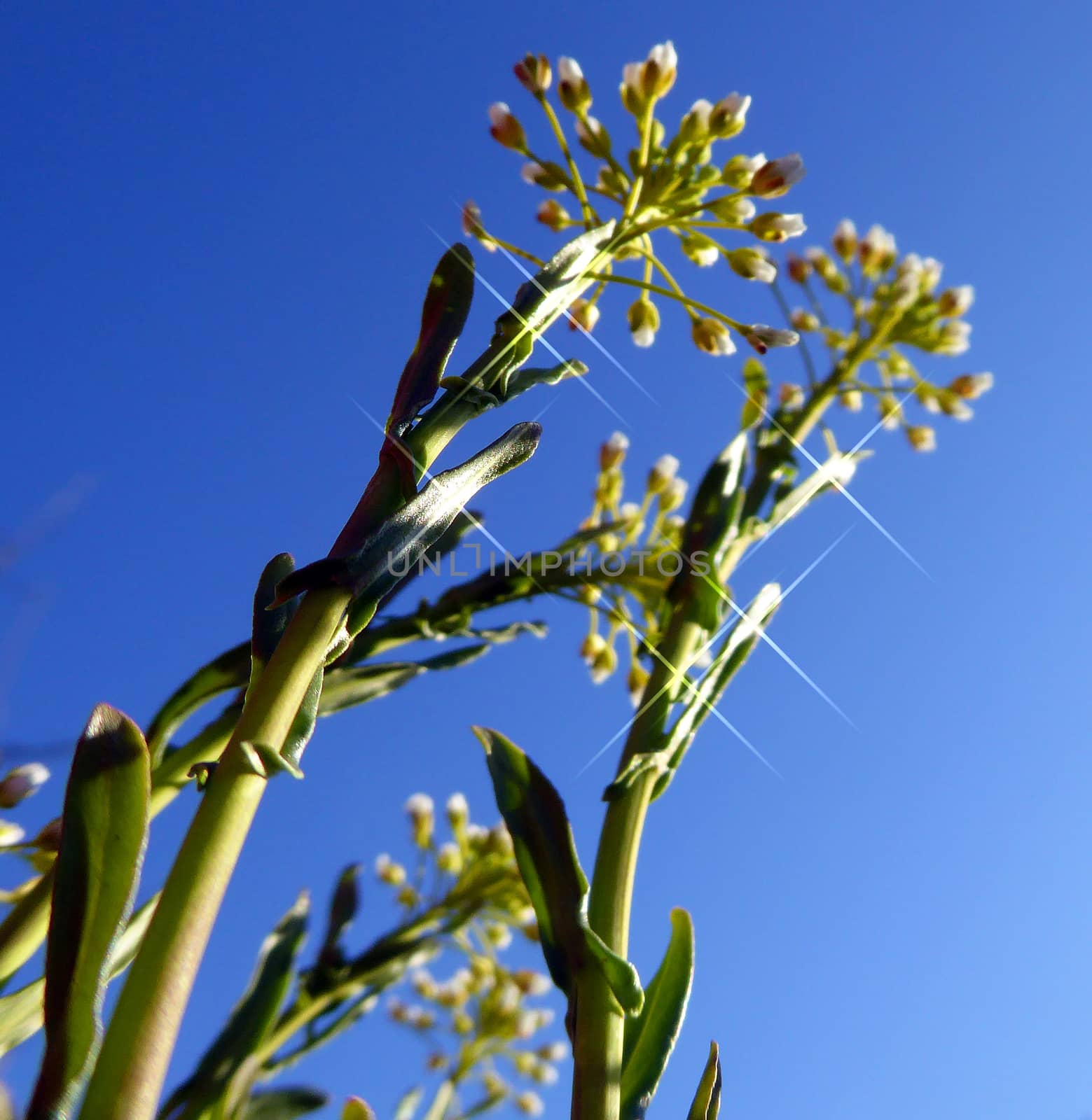 Picture of a Yellow plant flowers on the morning . shot from the bottom