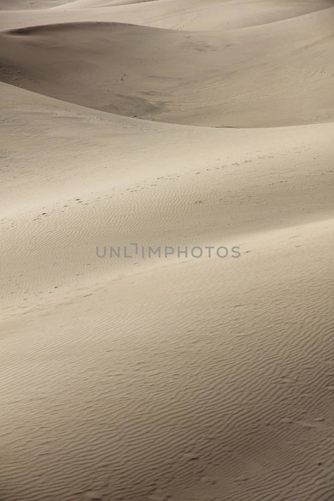 Spain. Canary Islands. Gran Canaria island. Dunes of Maspalomas