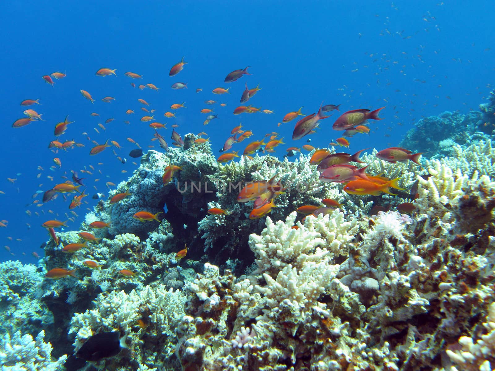 coral reef with hard corals and exotic fishes anthias