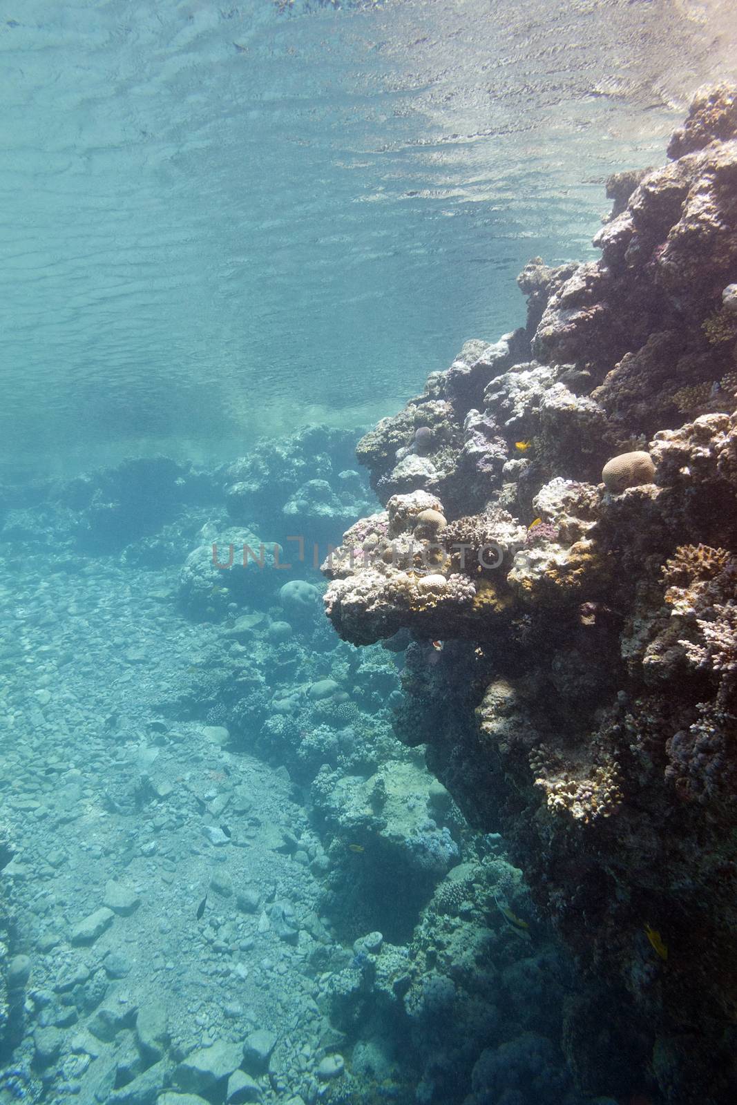 coral reef under the surface of water in tropical sea by mychadre77