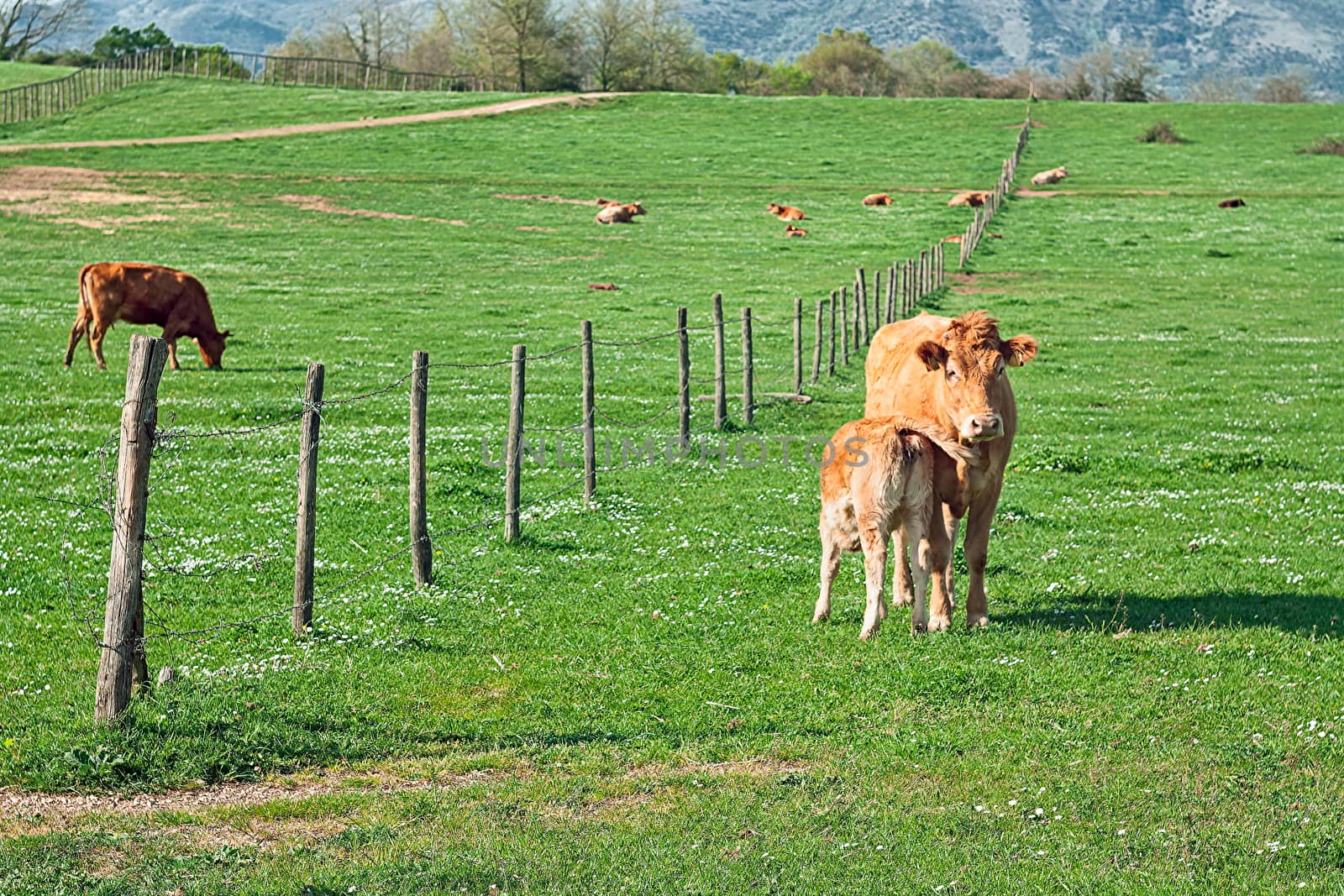 Prairie with cows by EnzoArt