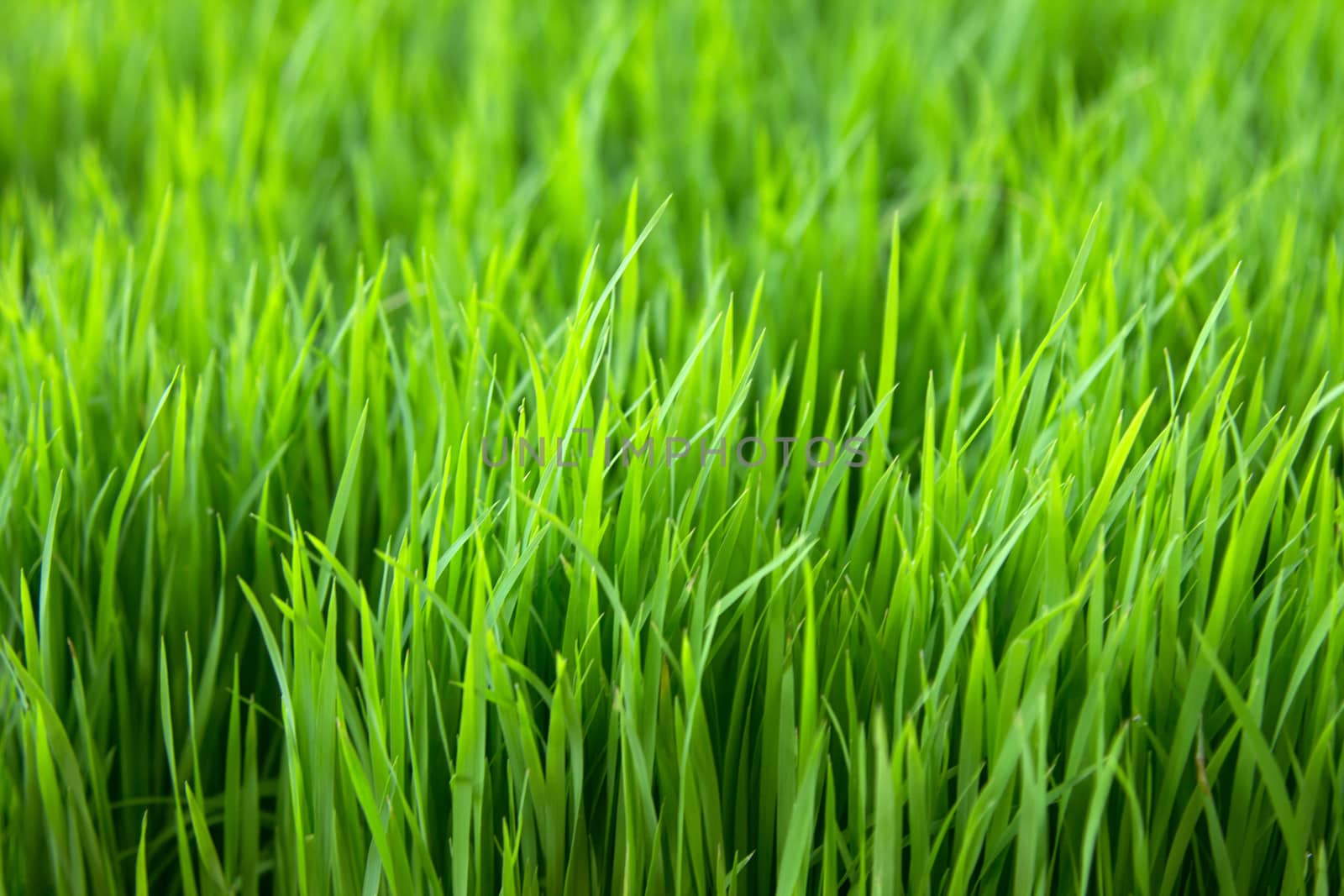 Closeup green paddy in field