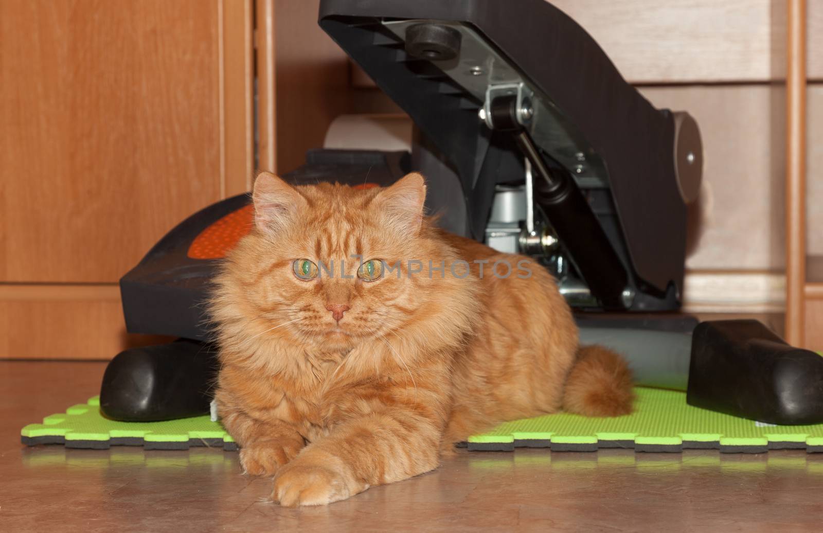 cat athlete ginger fluffy on the background of a stepper