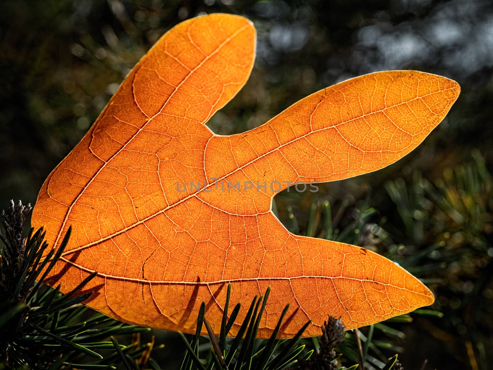 autumn leaf on the ground with sun light coming thru 