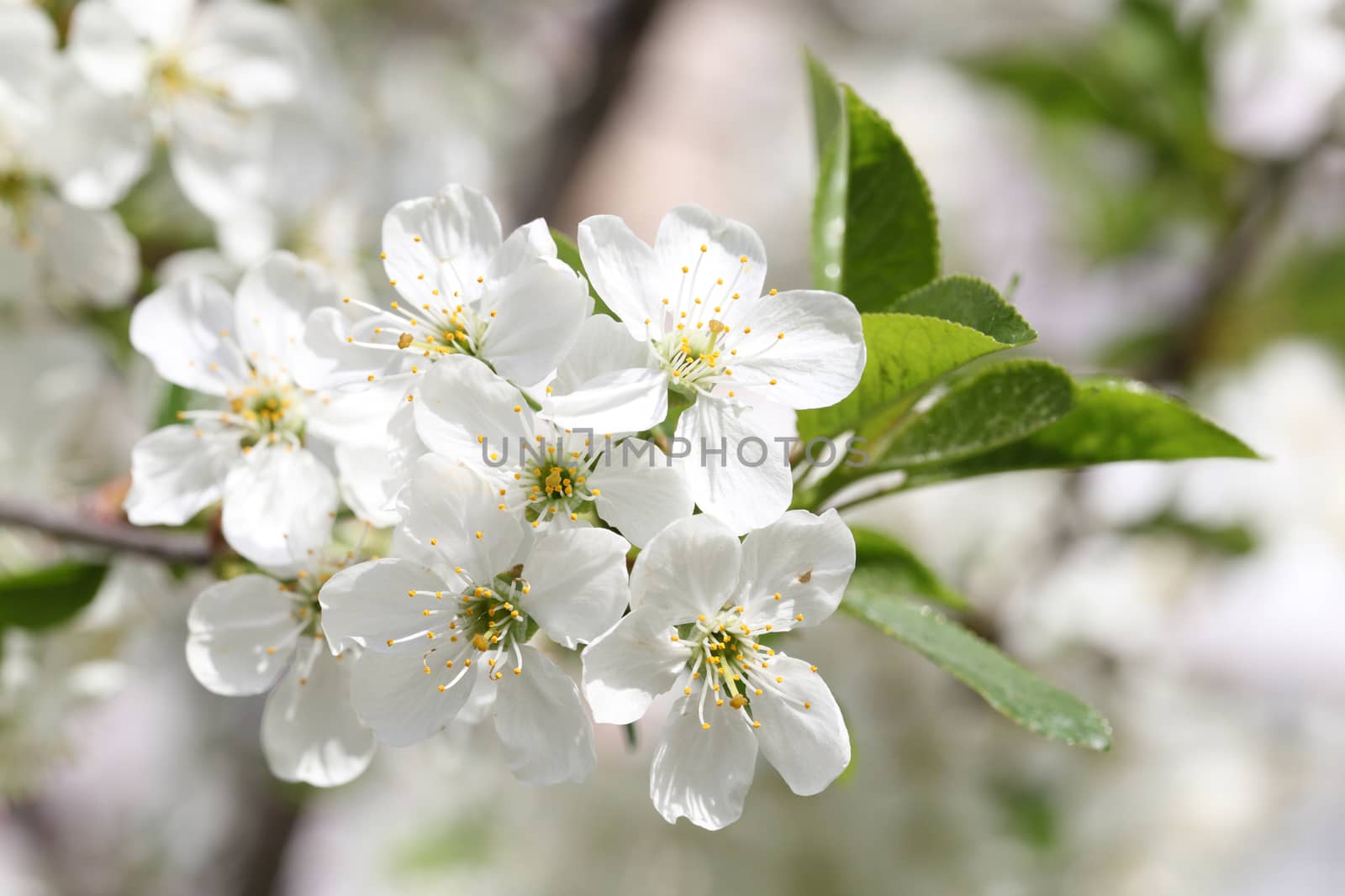 Spring blooming cherry. Petals on a flower cherry