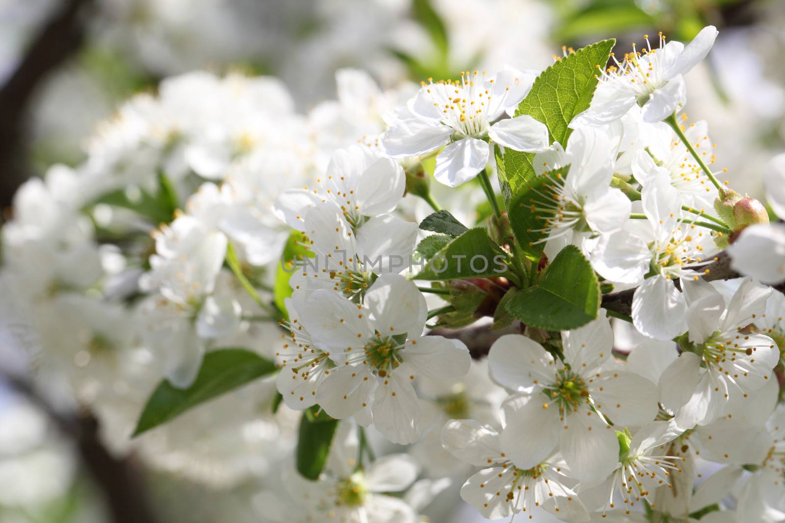 Spring blooming cherry. Petals on a flower cherry