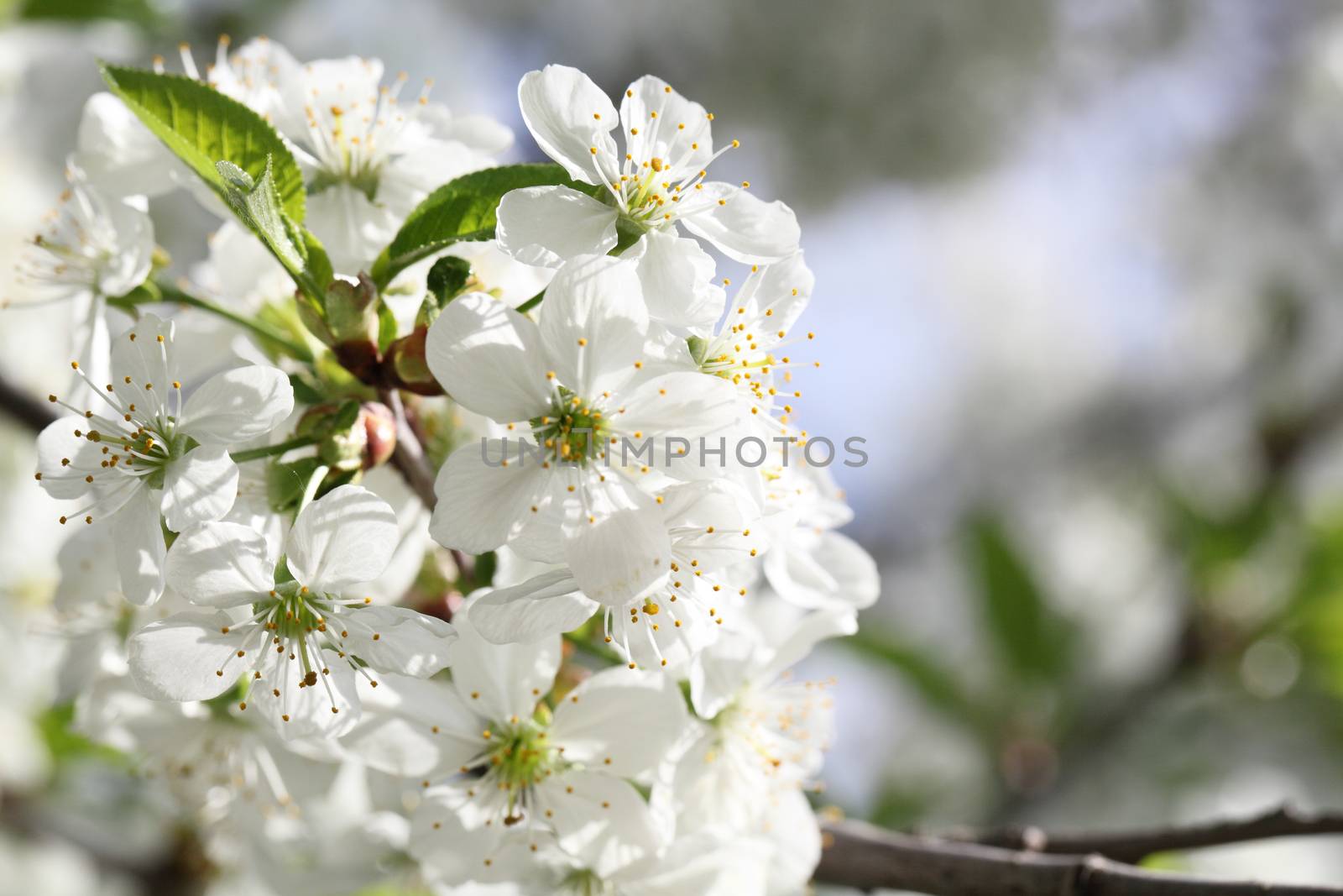 Spring blooming cherry. Petals on a flower cherry