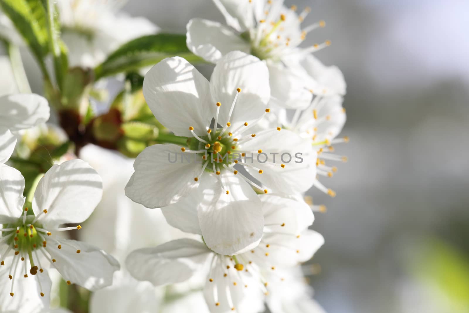 Spring blooming cherry. Petals on a flower cherry