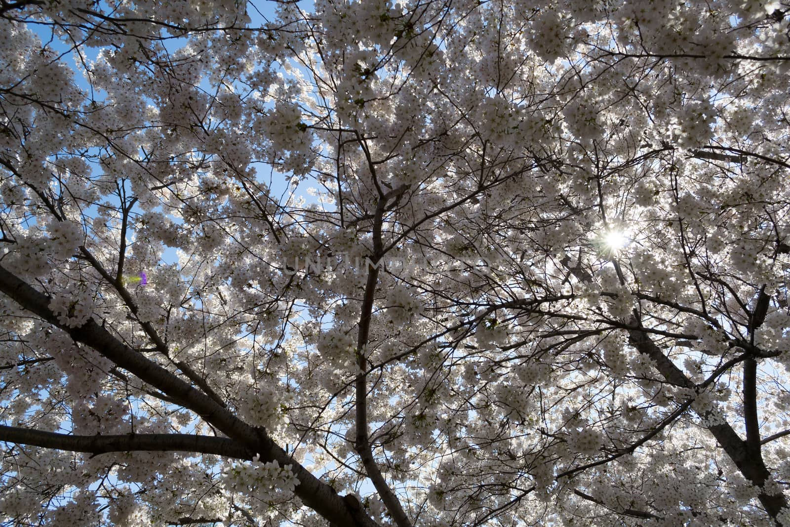 The National Cherry Blossom festival is a spring celebration in Washington DC. It started in 1912 when the Mayor of Tokyo (Yukio Ozaki) gave these Japanese Cherry trees to the City of Washington.