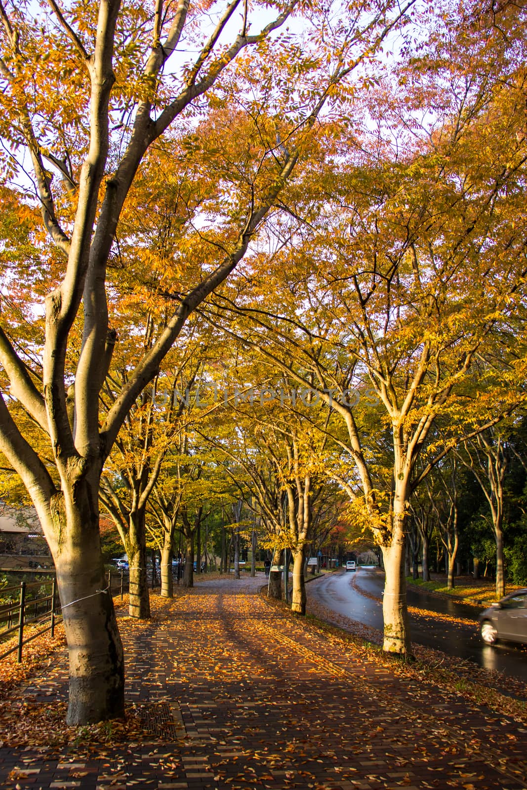 Tunnel from trees growing and road path