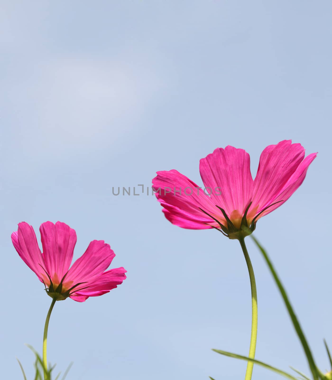 Pink cosmos flowers by liewluck