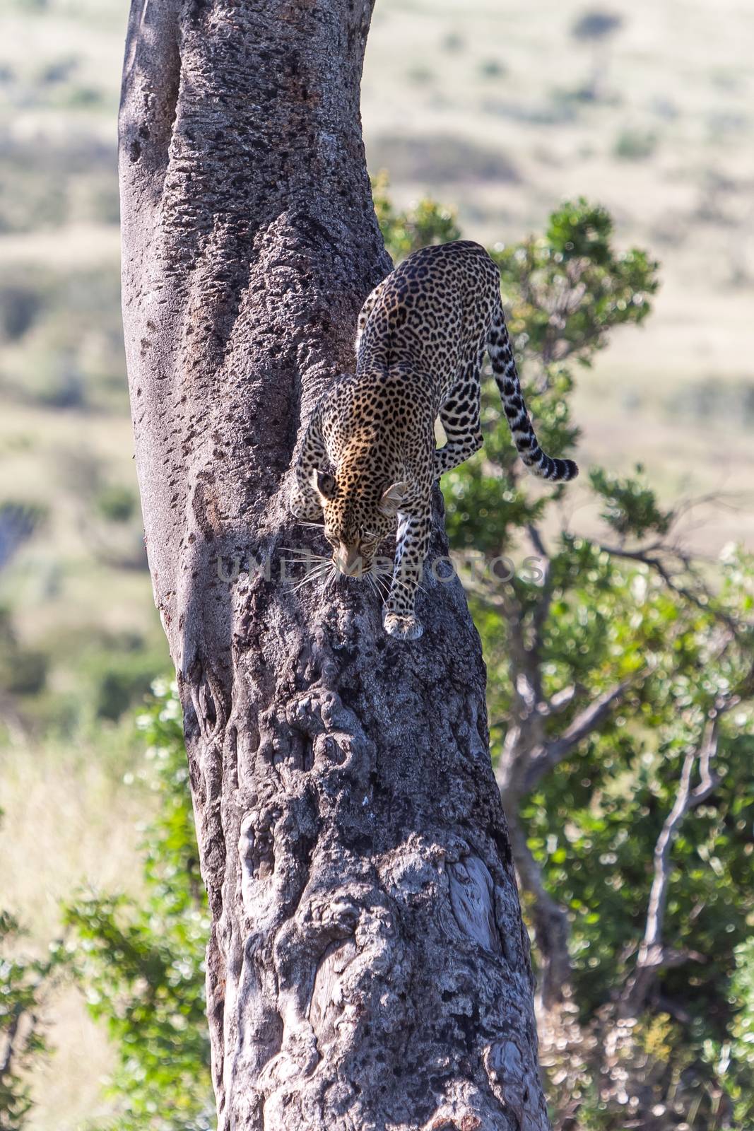 Leopard in big tree by master1305