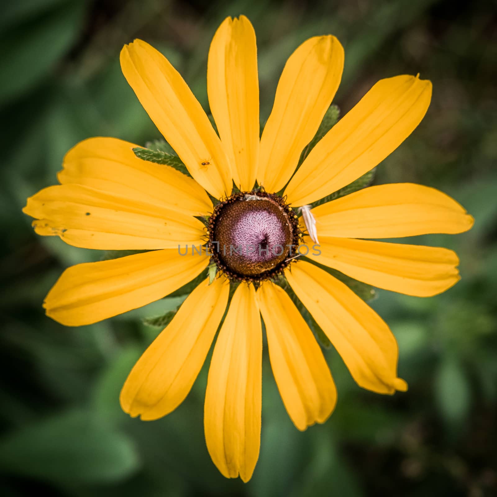 A Yellow Daisy  Flower with Green background