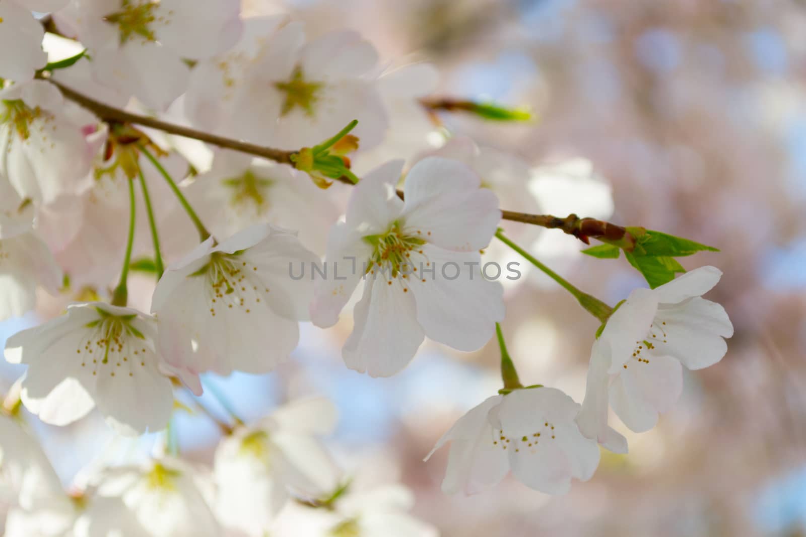 The National Cherry Blossom festival is a spring celebration in Washington DC. It started in 1912 when the Mayor of Tokyo (Yukio Ozaki) gave these Japanese Cherry trees to the City of Washington.