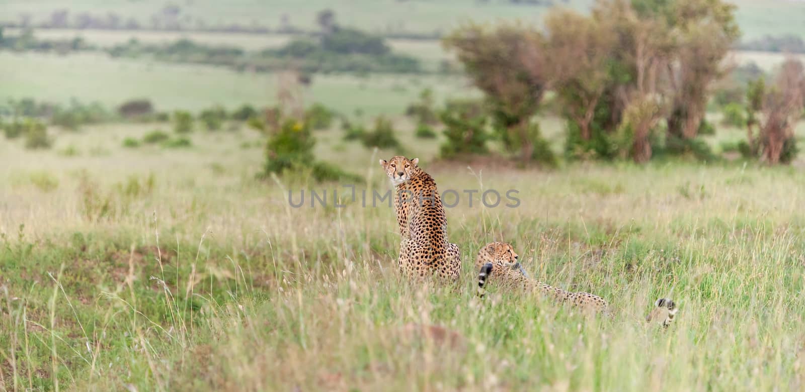portrait of a  two cheetahs on a background of savanna