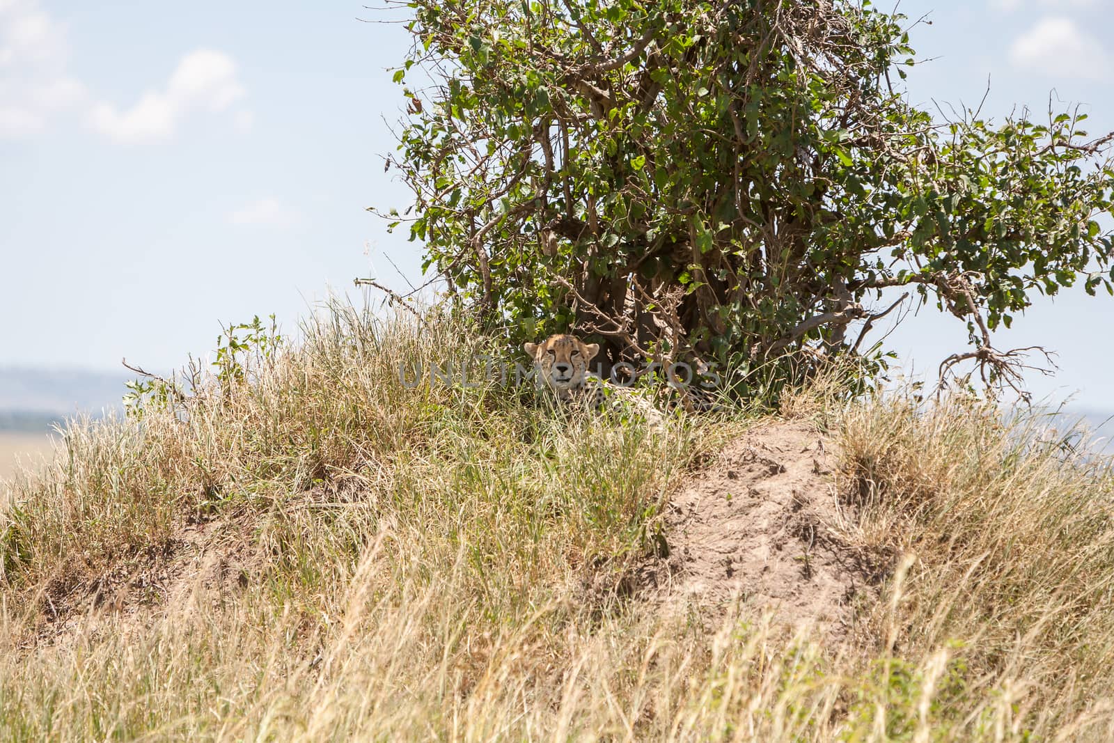 Africa, Kenya. cheetah in  the big tree