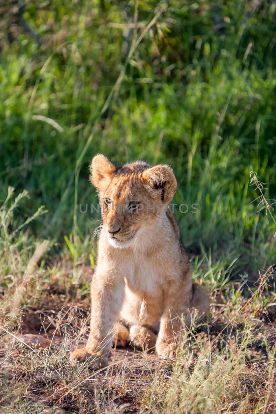 A lion cub on the plains of the Kenya, green grass in the background