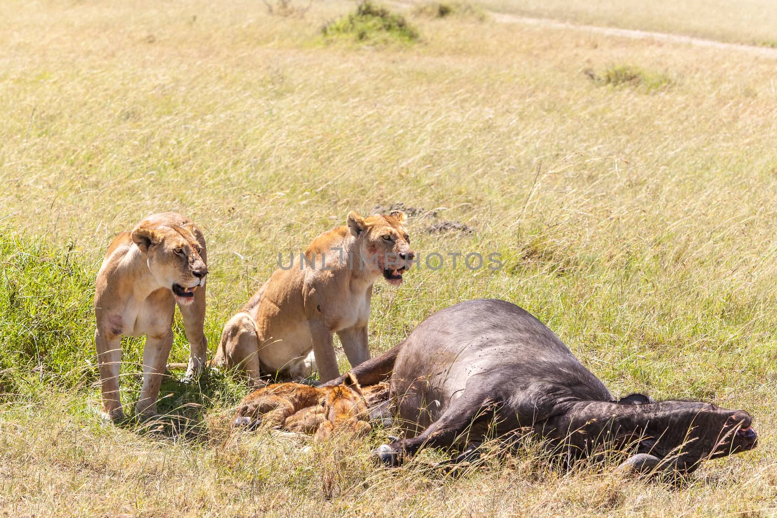 Lions Feeding - lions eats the prey against the backdrop of the savannah, Kenya, Africa