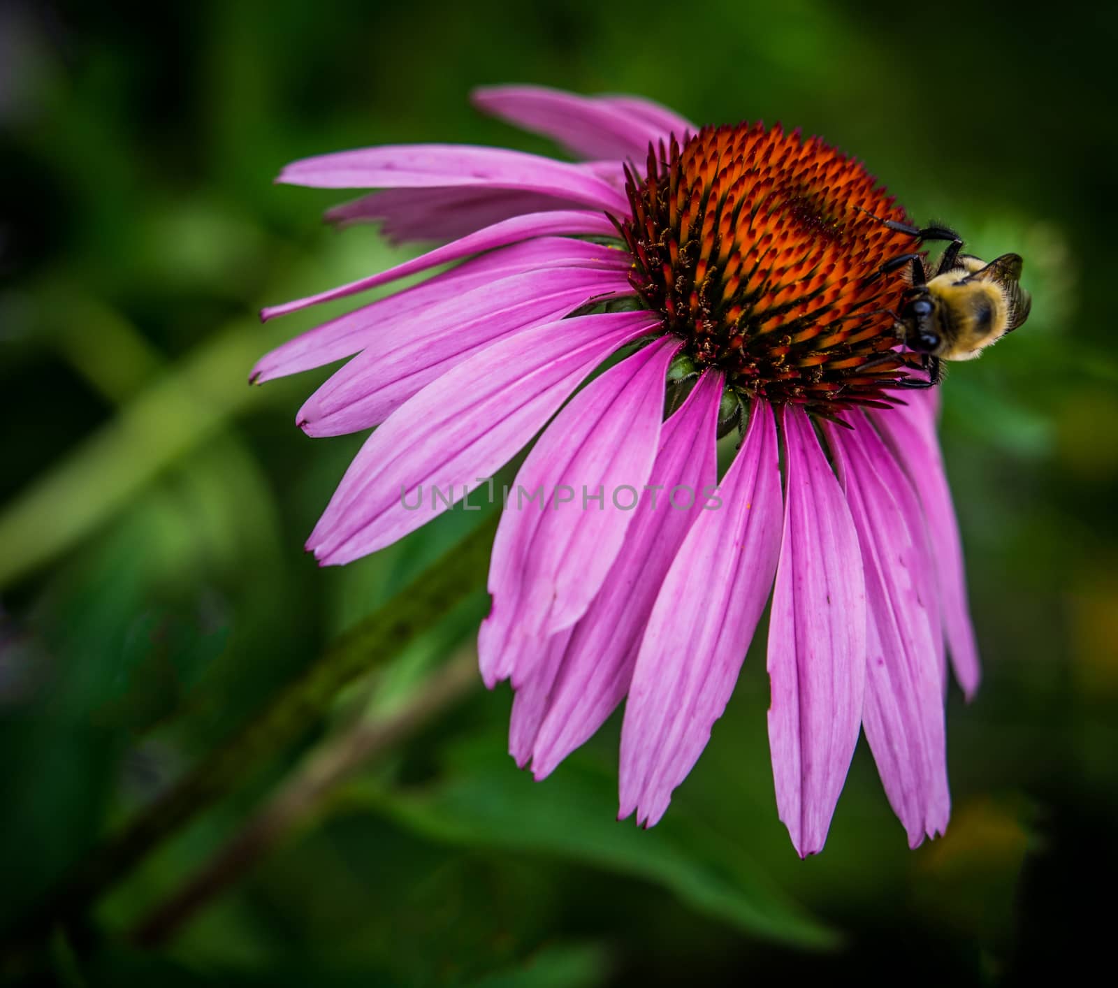 Bumblebee on Purple Cone flower Black and Yellow