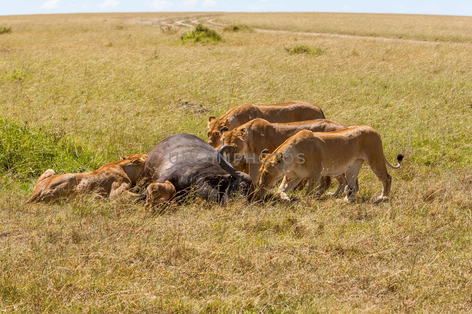 Lions Feeding - lions eats the prey against the backdrop of the savannah, Kenya, Africa
