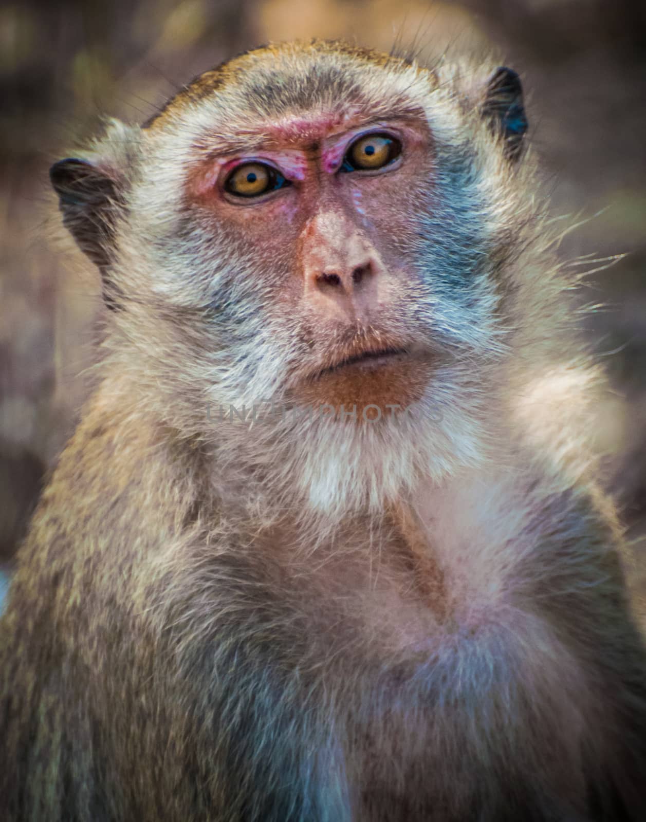 Saw this Monkey in Thailand on the side of the road looking at the camera