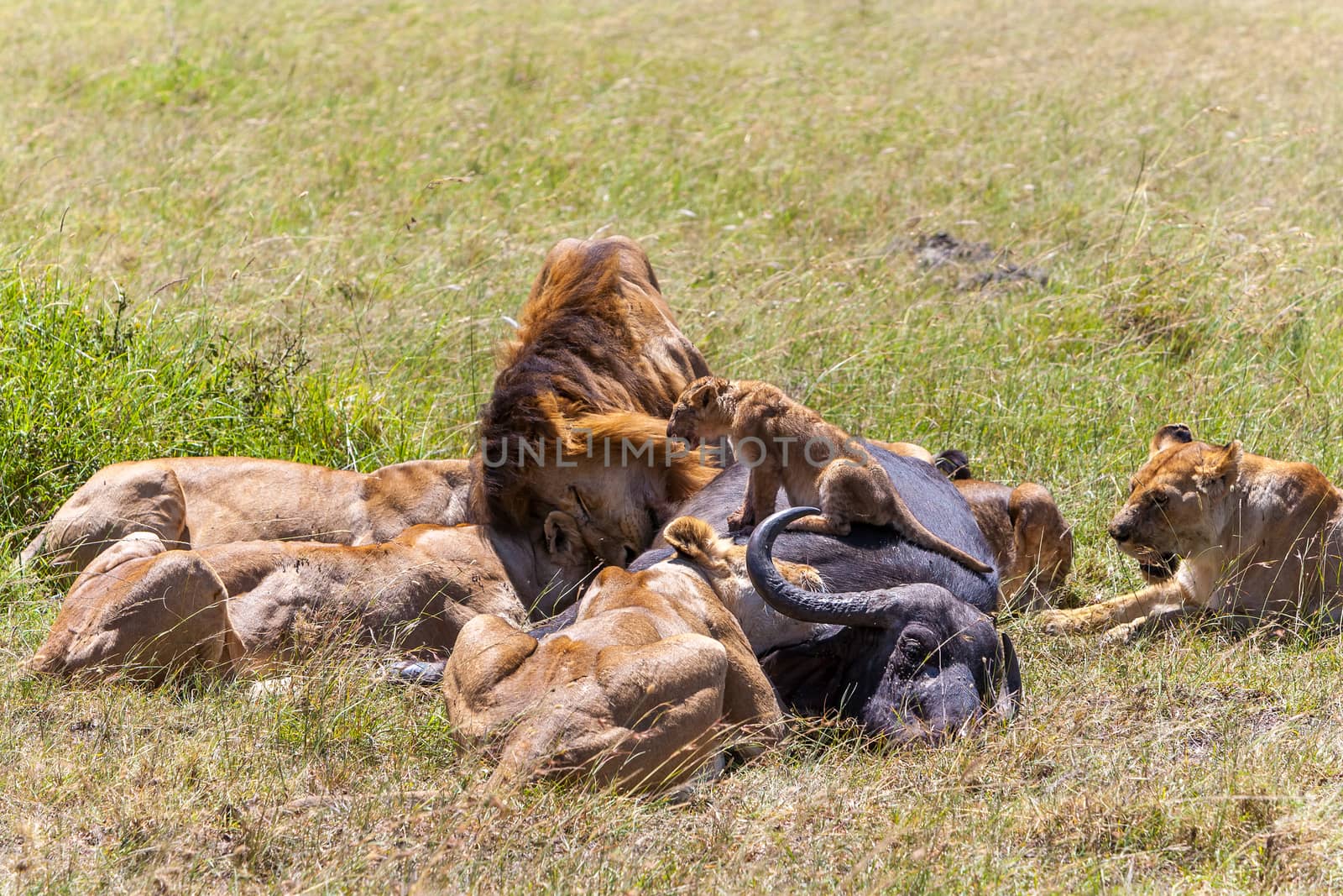 Lions Feeding - lions eats the prey against the backdrop of the savannah, Kenya, Africa