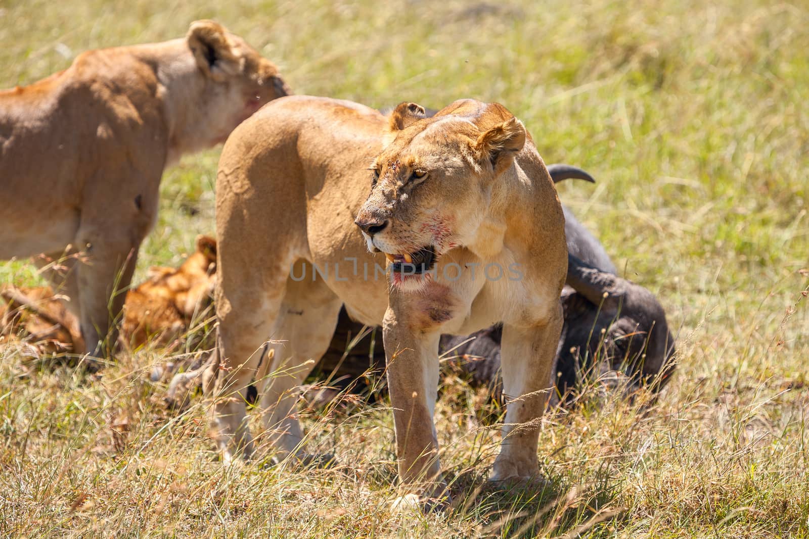 Lions Feeding - lions eats the prey against the backdrop of the savannah, Kenya, Africa