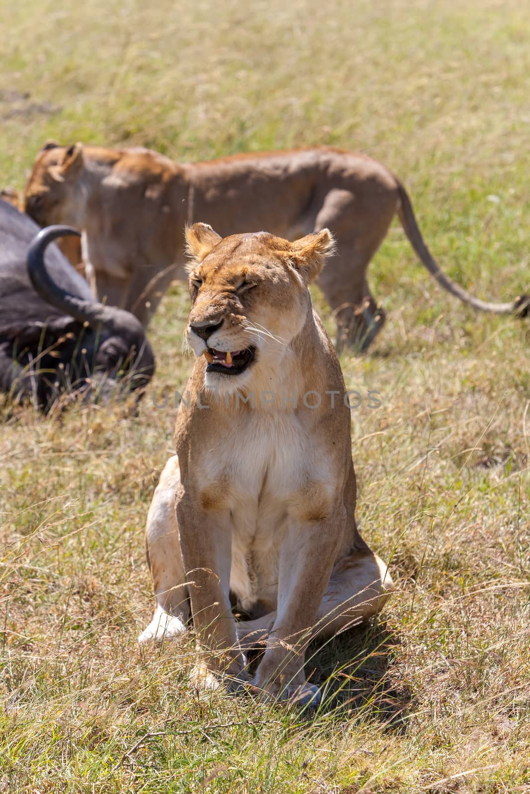 Lions Feeding - lions eats the prey against the backdrop of the savannah, Kenya, Africa