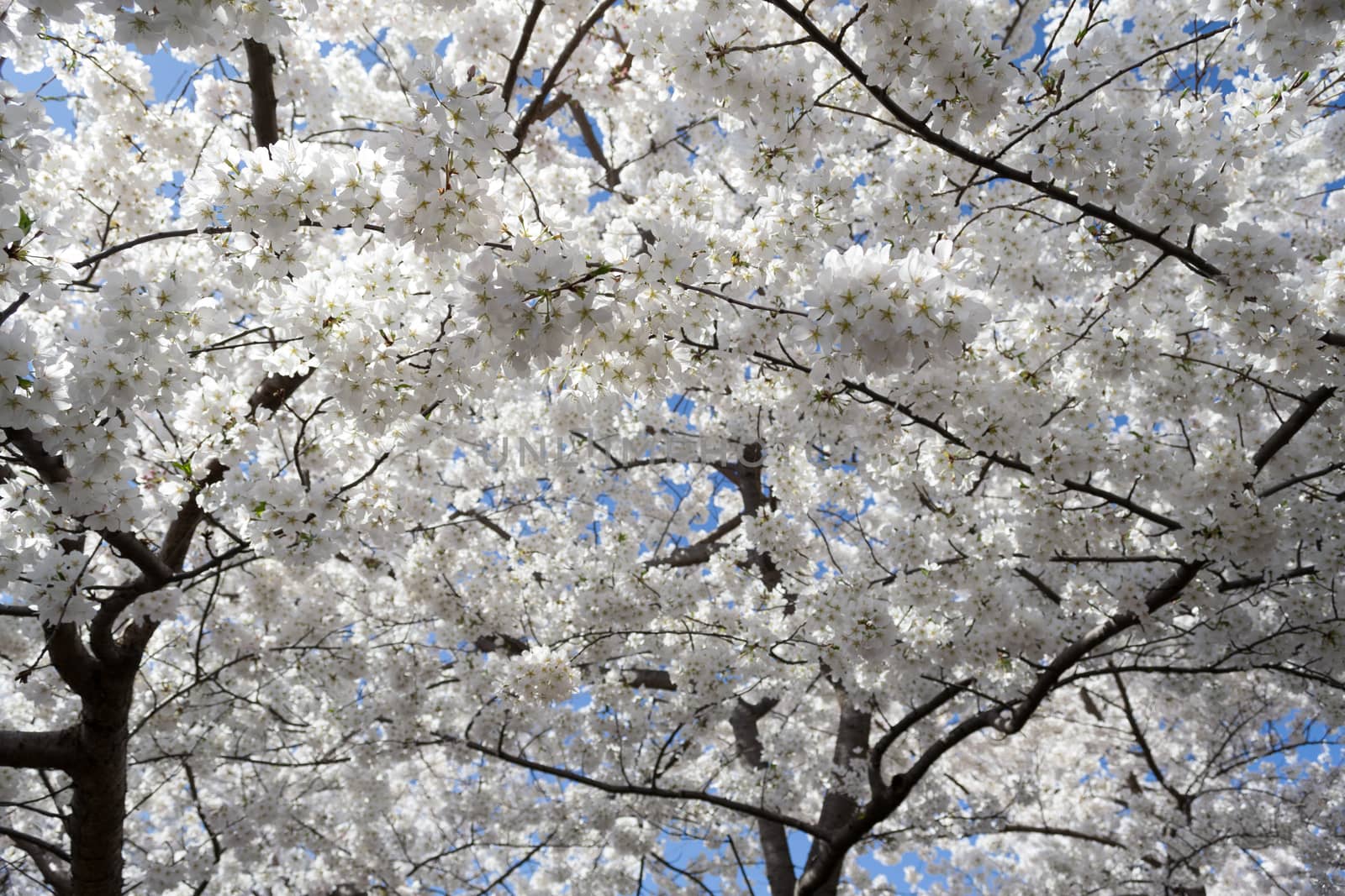 The National Cherry Blossom festival is a spring celebration in Washington DC. It started in 1912 when the Mayor of Tokyo (Yukio Ozaki) gave these Japanese Cherry trees to the City of Washington.