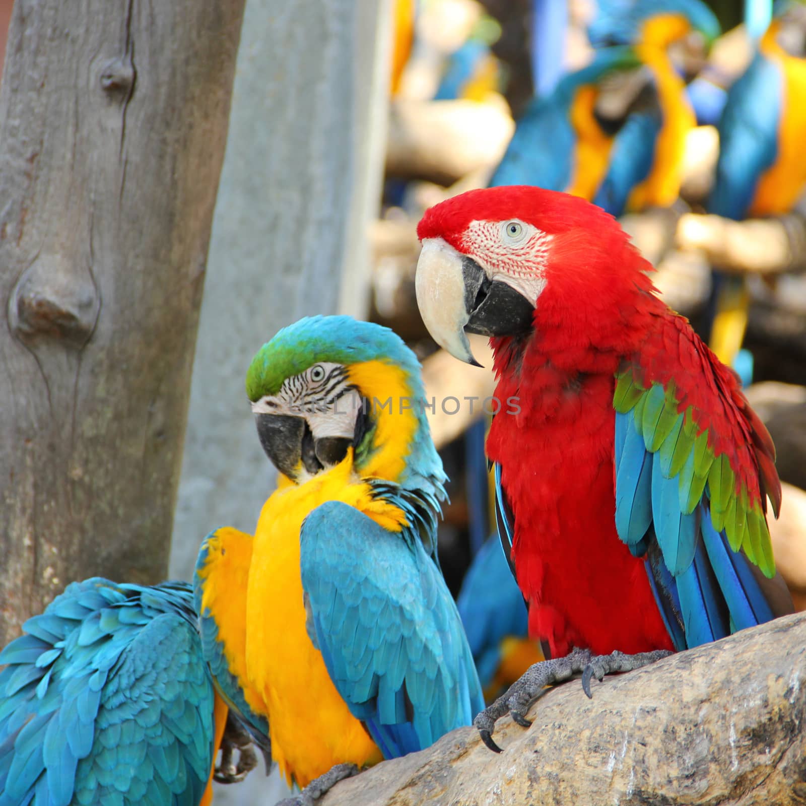 Colorful macaw by liewluck