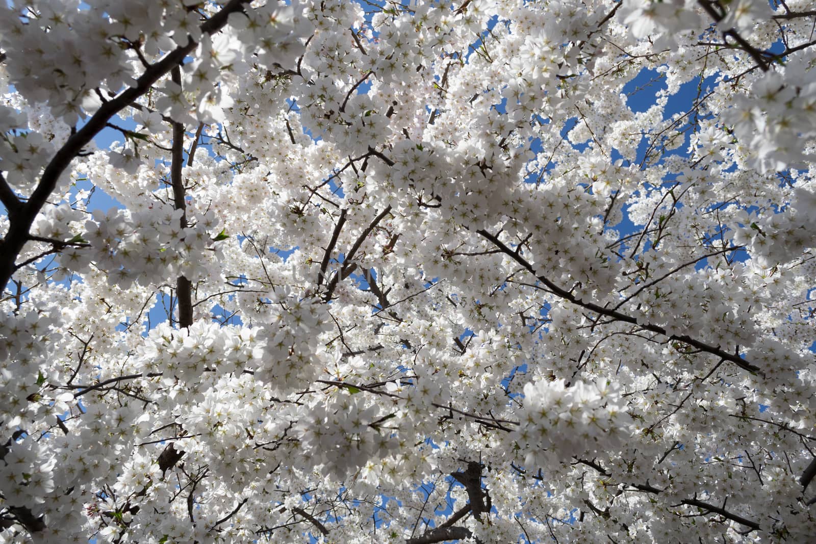 The National Cherry Blossom festival is a spring celebration in Washington DC. It started in 1912 when the Mayor of Tokyo (Yukio Ozaki) gave these Japanese Cherry trees to the City of Washington.