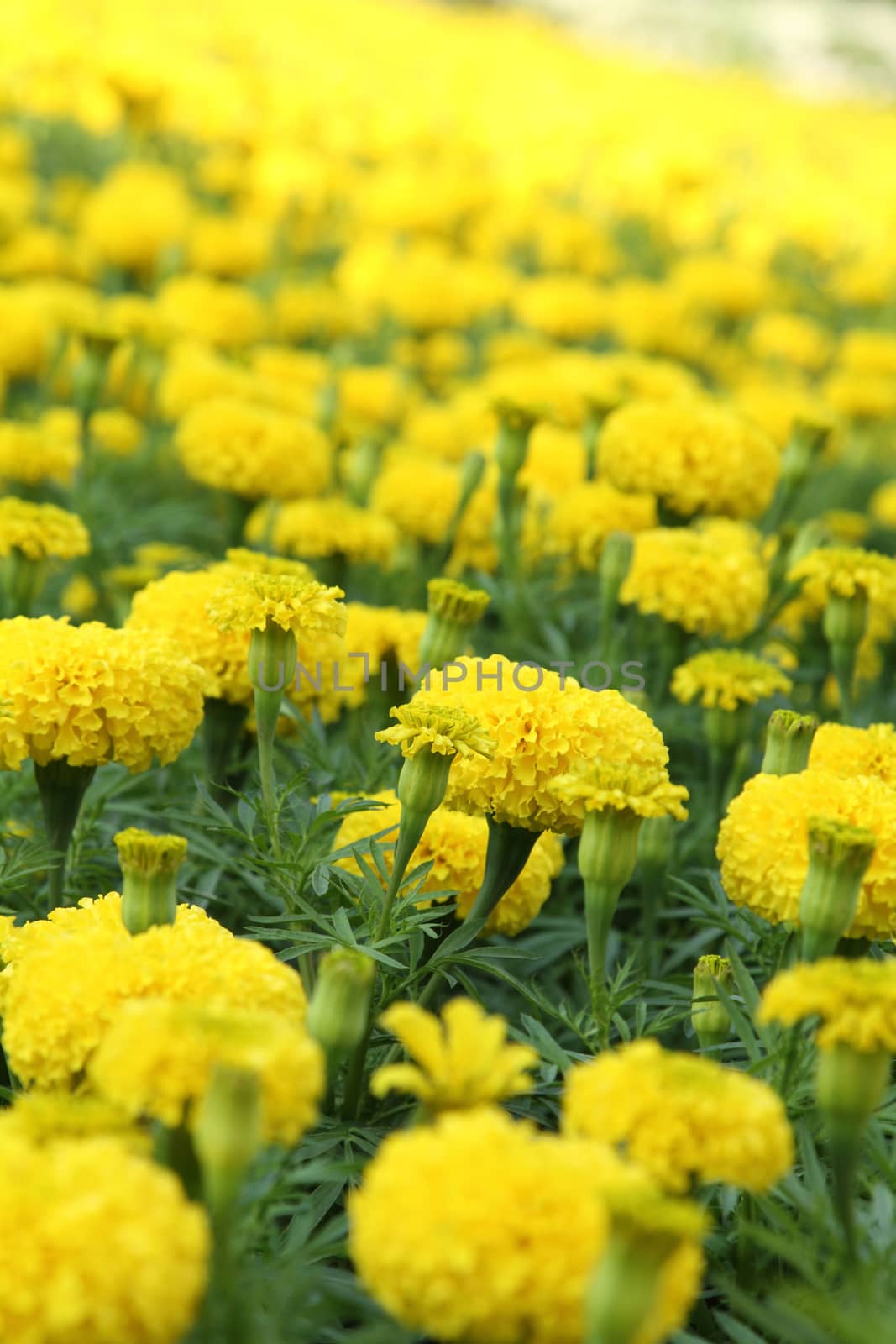 Yellow flower marigold field in the garden