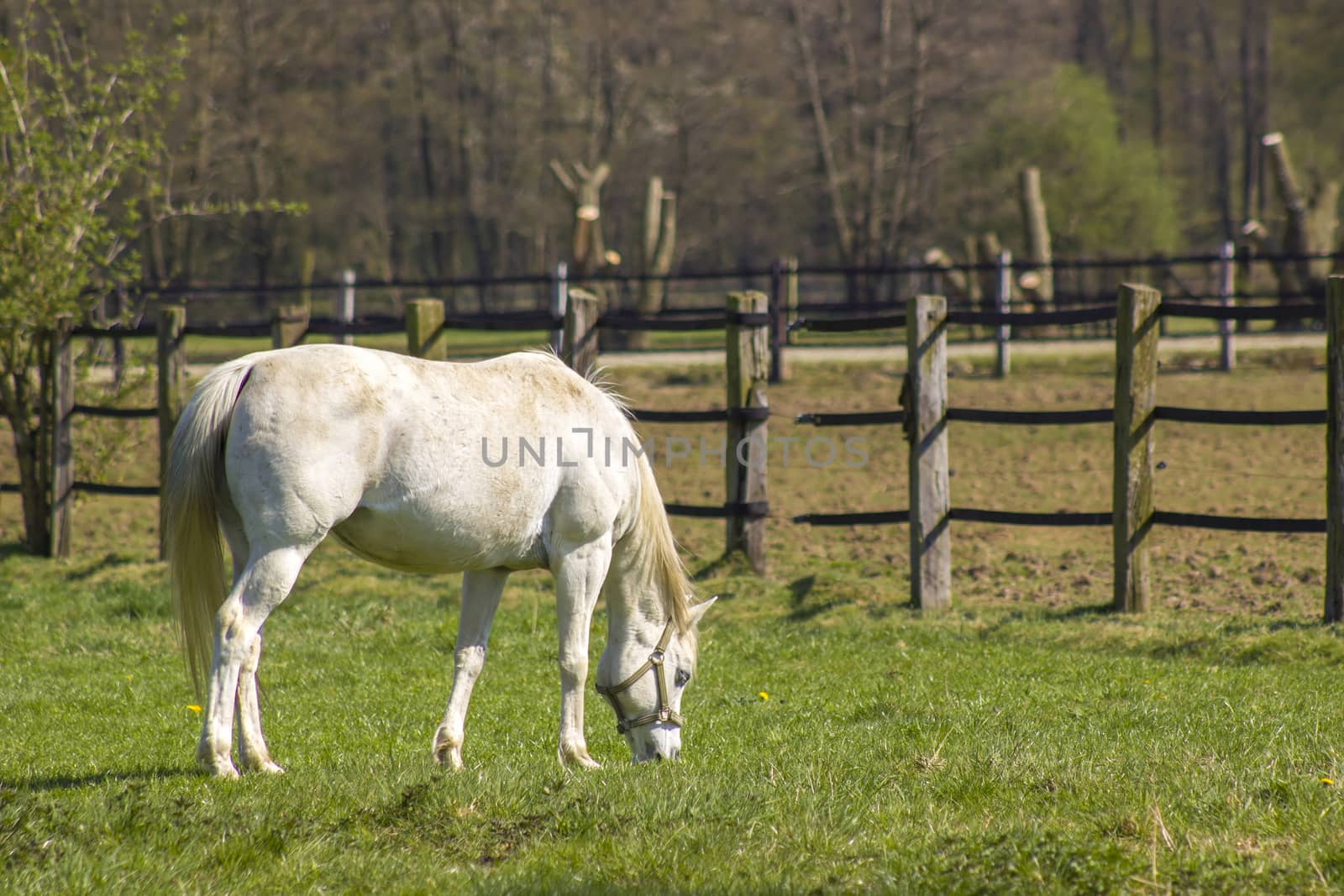 white horse on a spring pasture by miradrozdowski