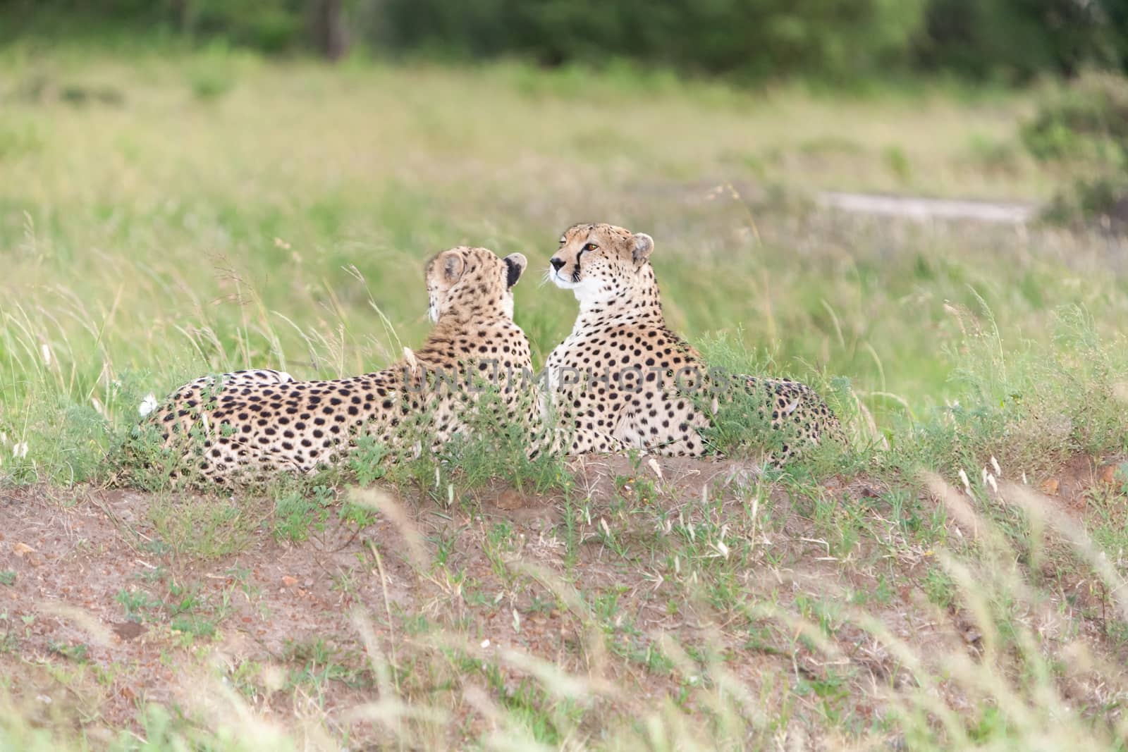 portrait of a  two cheetahs on a background of savanna