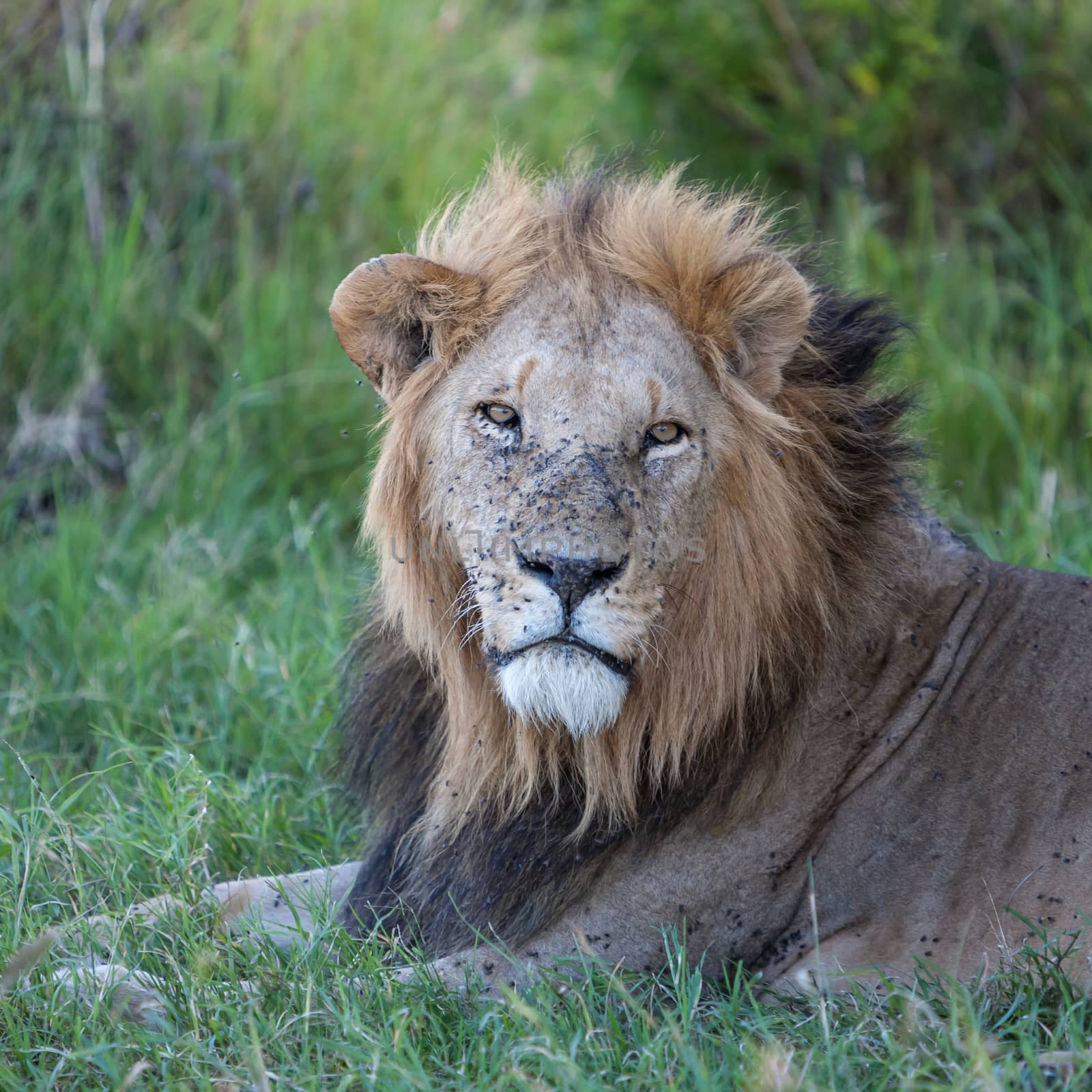 lion close up against green grass background in the savannah