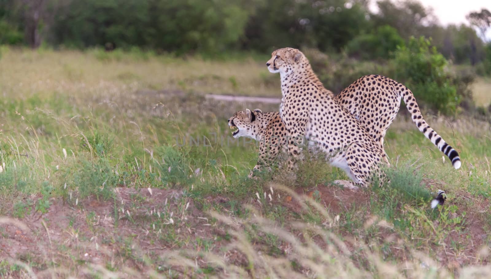 Close-up portrait of a  two cheetahs on a background of savanna