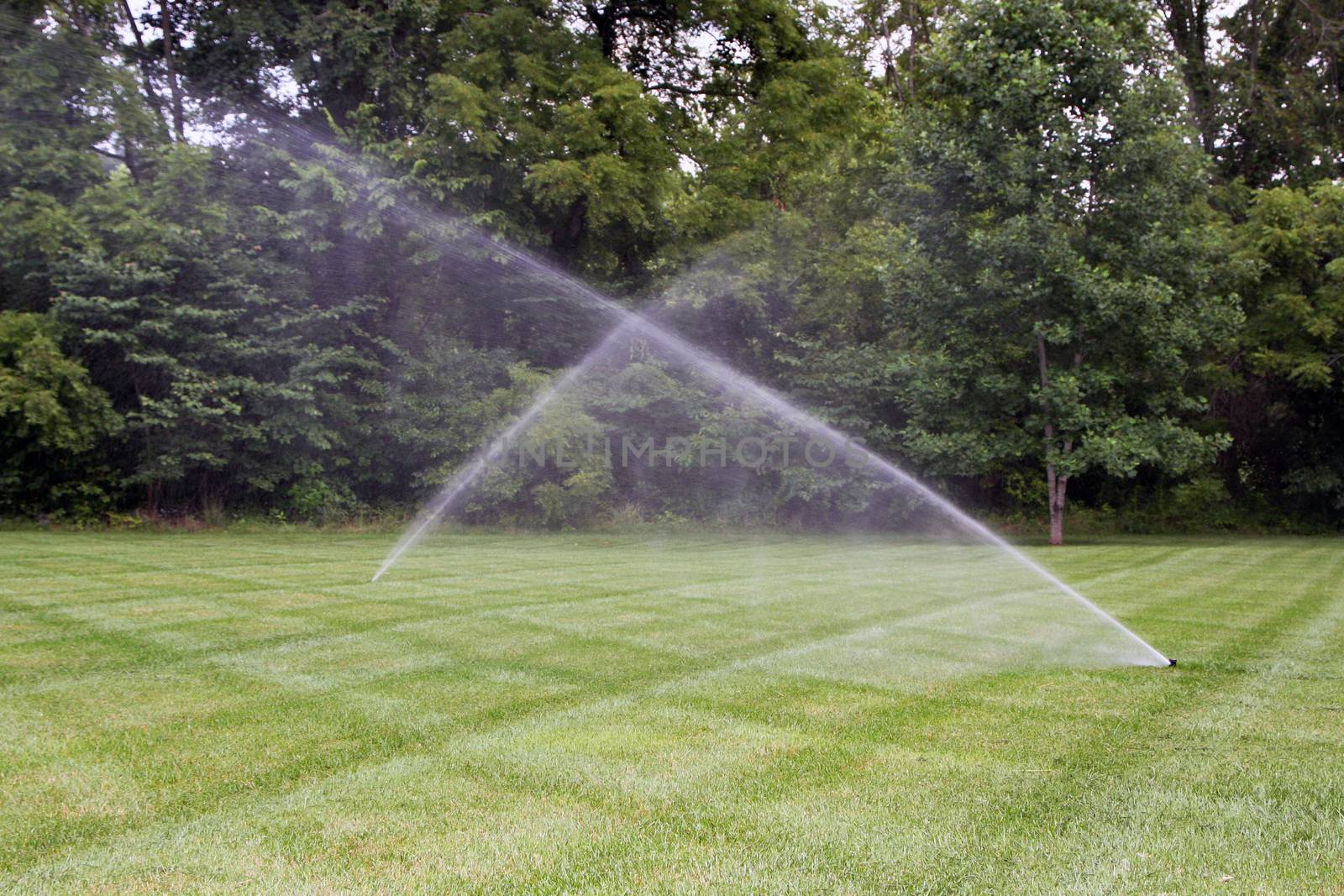 Lawn sprinklers cross each other on this very well maintained lawn.