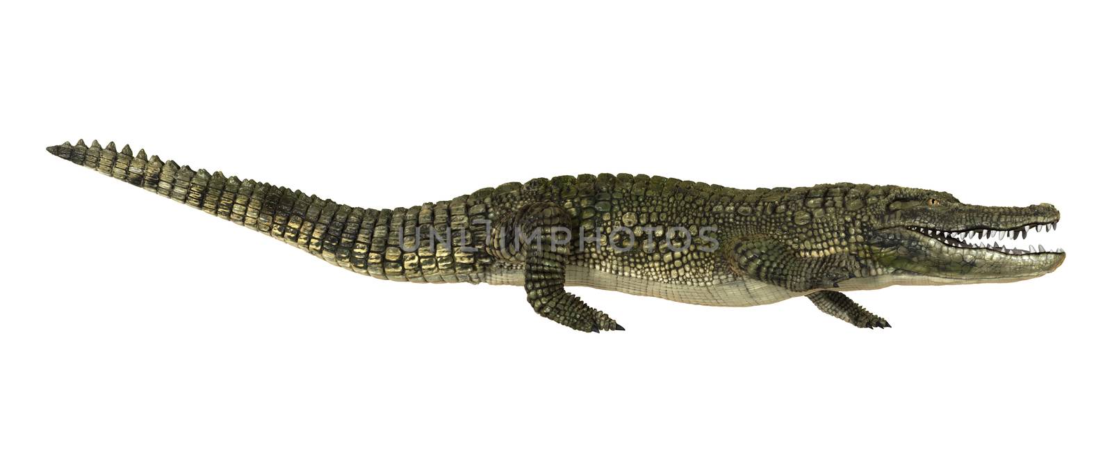 3D digital render of an American alligator or Alligator mississippiensis isolated on white background