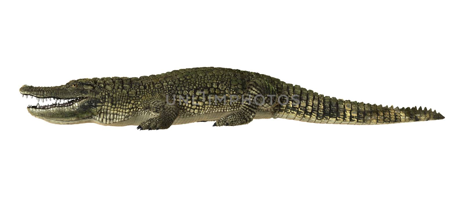 3D digital render of an American alligator or Alligator mississippiensis isolated on white background