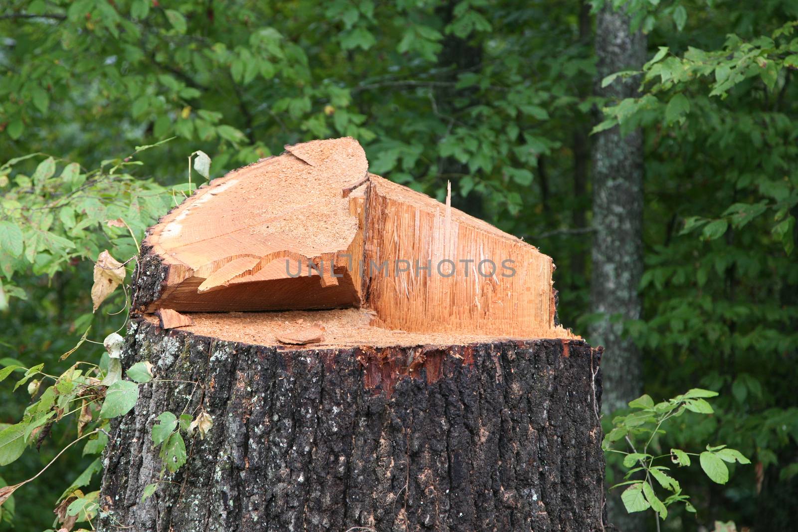 Image is of a nearly 100 year old oak tree chopped down in a forest.