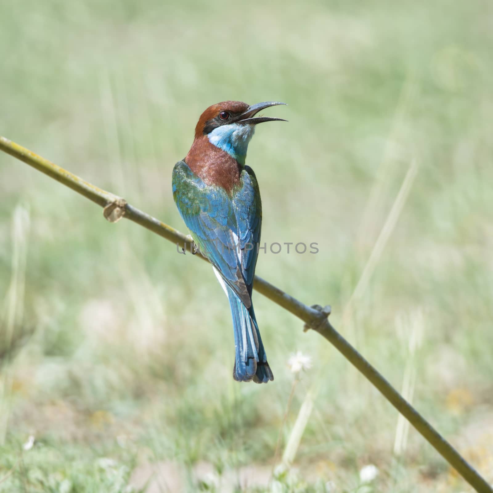 Blue bird, Blue-throated Bee-eater (Merops viridis), standing on a branch