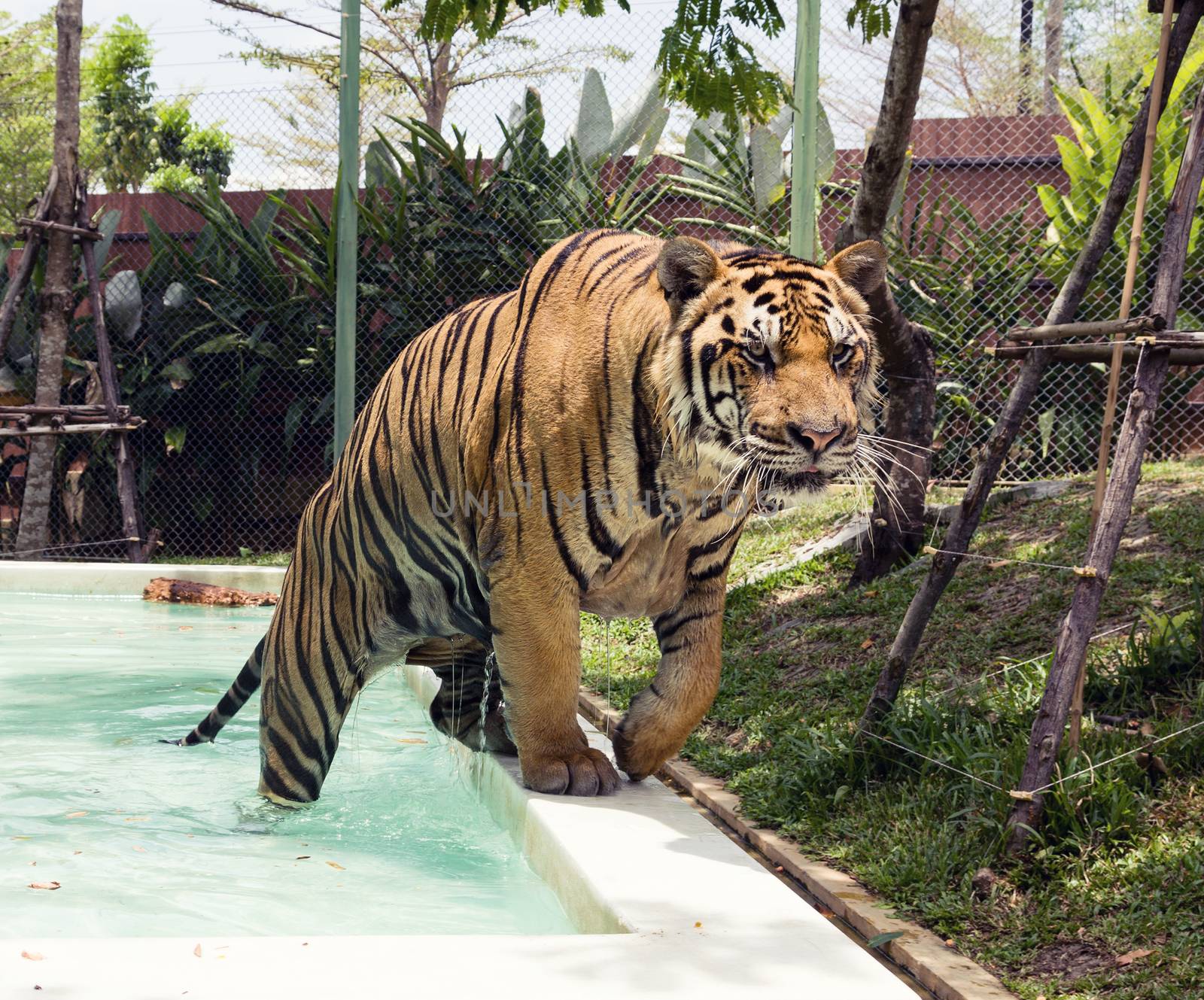 Tiger coming out of the pool