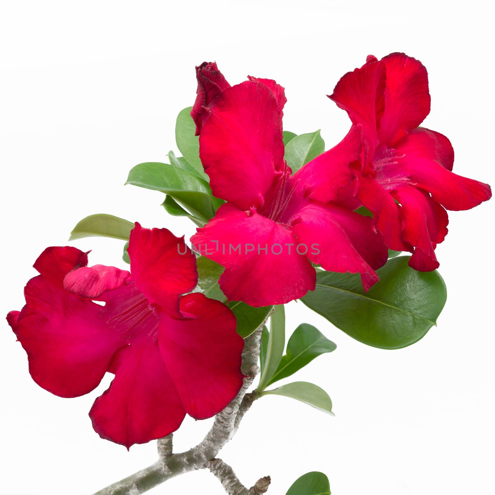 Beautiful red flower, Impala Lily, Desert Rose or Mock Azalea, isolated on white background